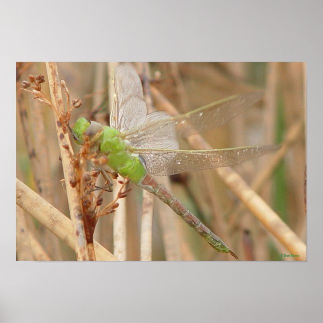 I1 Green Dragonfly Poster (Front)