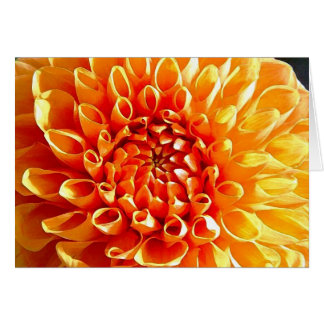 I Adore Dahlias, My Dear Darling