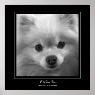 I Adore You - Puppy eyes of a pomeranian Poster