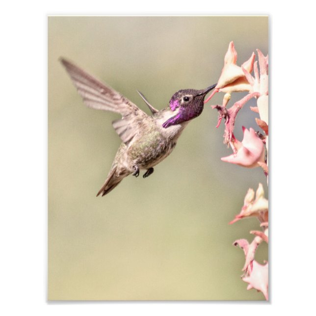 I am a Costa's Photo Print (Front)