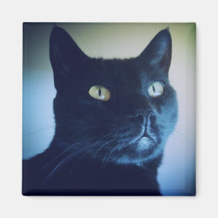 I Am Cat Magnet