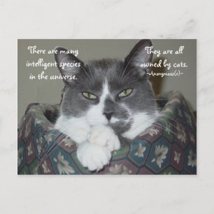 I Am Cat... Postcard