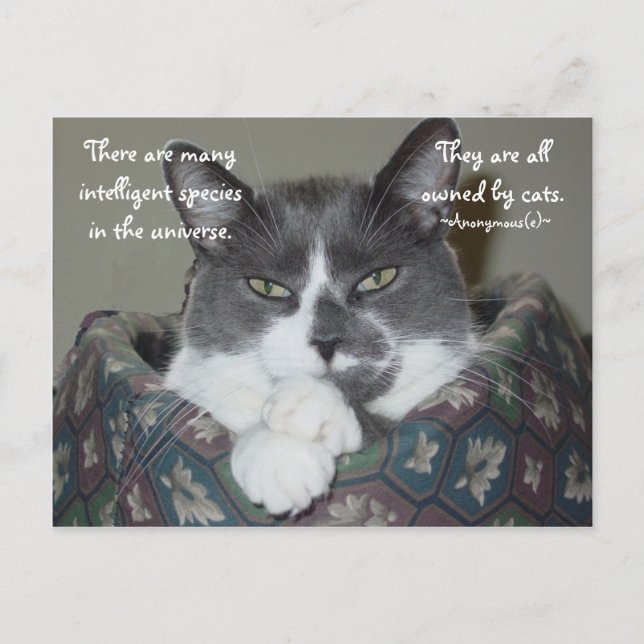 I Am Cat... Postcard (Front)