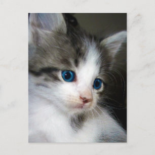 I AM CUTE FROM HEAD TO TOE POSTCARD