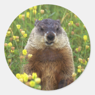 I am Groundhog Sticker