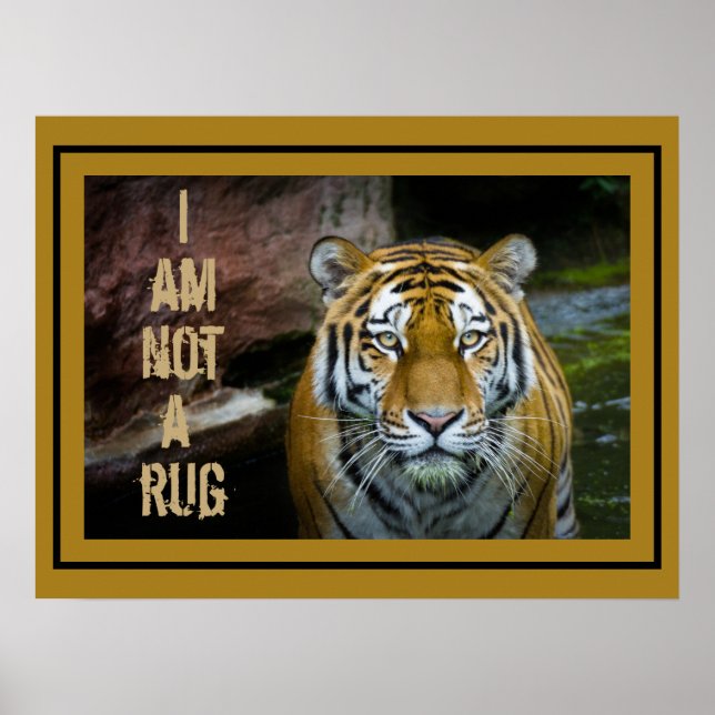 I Am Not A Rug Bengal Tiger Poster (Front)