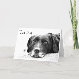 I am sorry card