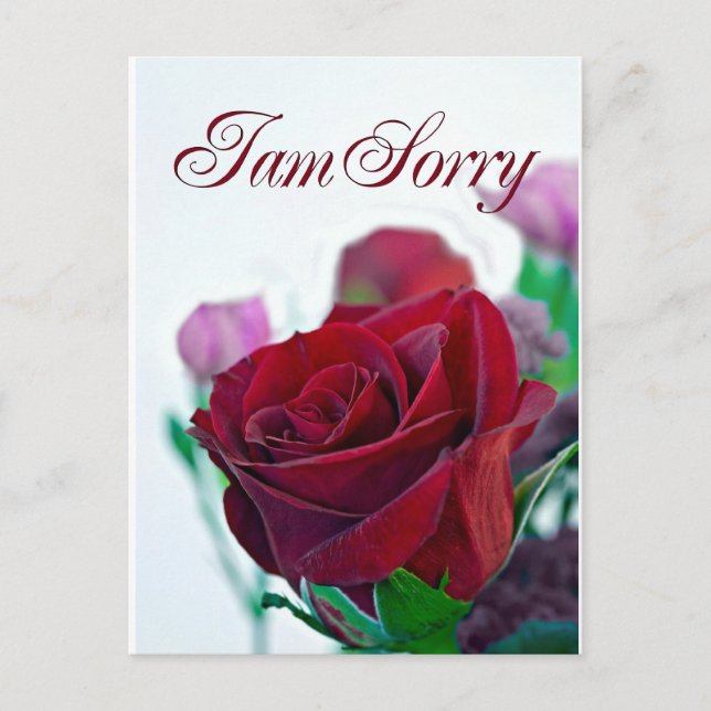 I am sorry card with a classic red rose (Front)