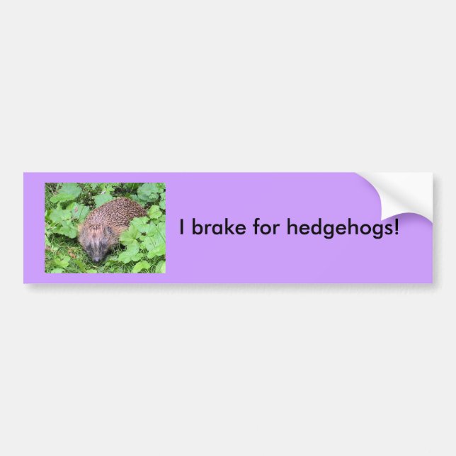 I brake for hedgehogs! bumper sticker (Front)