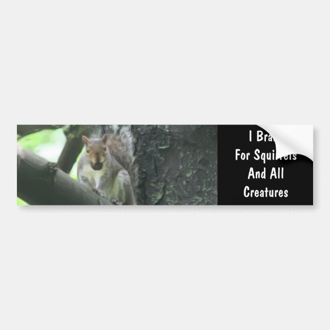 I Brake For Squirrels Cute Bumper Sticker (Front)