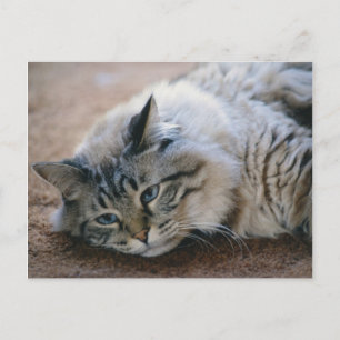 I can hear your footsteps - cat  card