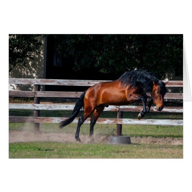 I Can Jump (Front Horizontal)