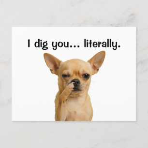 “I Dig You… Literally” Chihuahua Funny Holiday Postcard