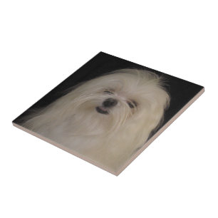 I Don't Do Top Knots MALTESE Tile