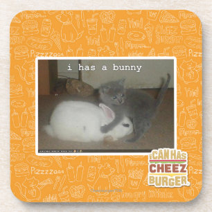 I has a bunny coaster