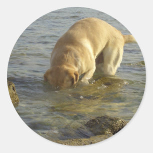 I hate Mondays - Labrador with head under water Classic Round Sticker