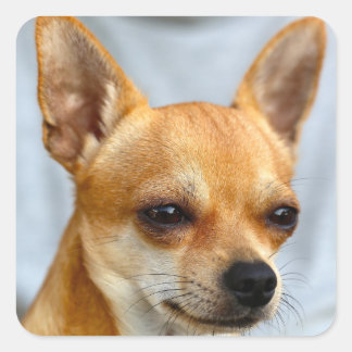 I have So funny puppy. My Dog now on fun.  Square Sticker