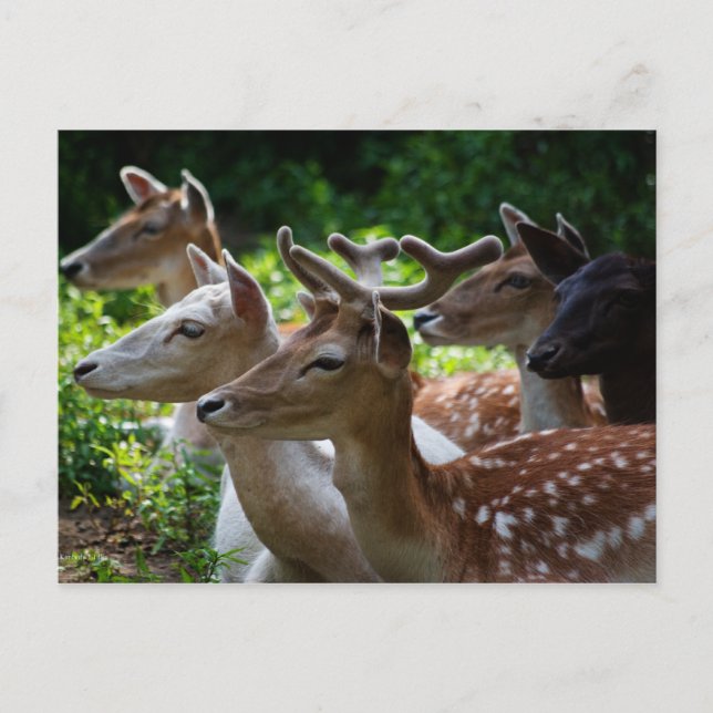 I Hear Postcard (Front)