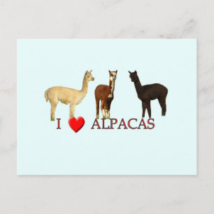 I "heart" alpacas postcard