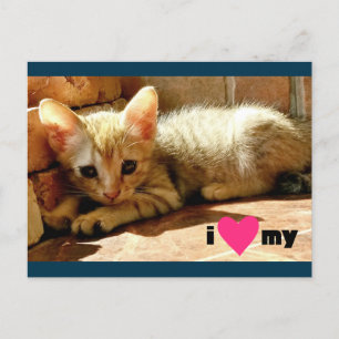 I heart My Cat Postcard
