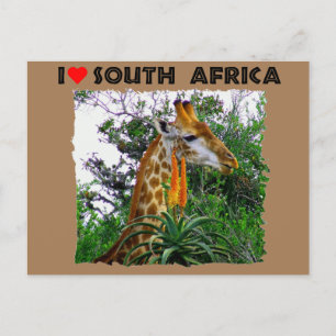 I Heart South Africa giraffe aloe Postcard