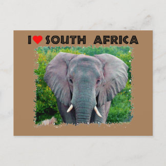 I Heart South Africa young bull elephant Postcard