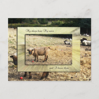 I Know My Sheep Postcard