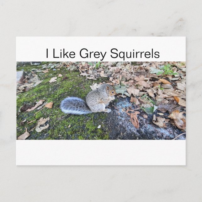 I Like Gray Squirrels Holiday Postcard (Front)