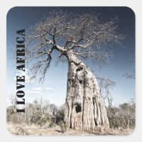 I love Africa Baobab Tree photo