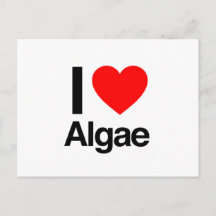 i love algae postcard