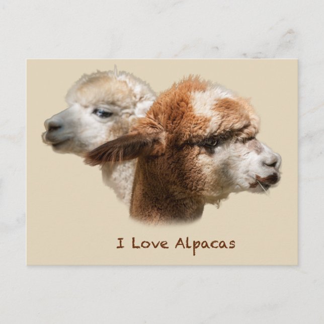 I Love Alpacas Postcards (Front)