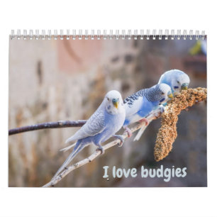 I love budgies - snapshots of the little birds calendar