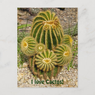 I love Cactus Postcard