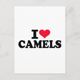 I love camels postcard