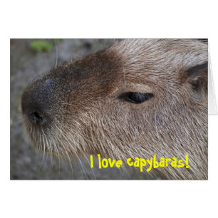 I love capybaras