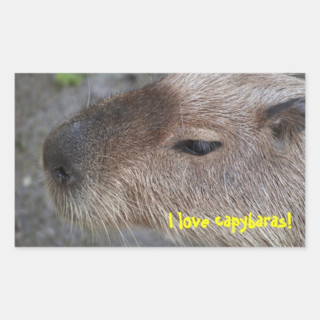 I love capybaras sticker (Front)