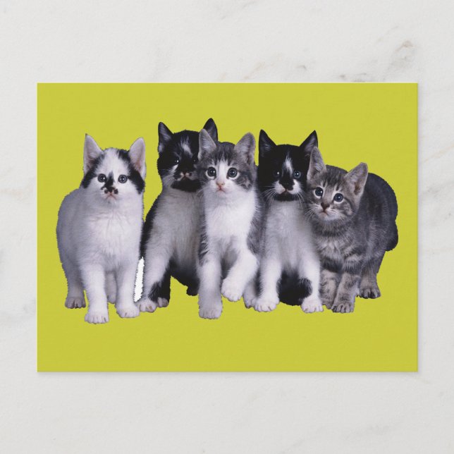 I love Cats from Junglewalk.com Postcard (Front)