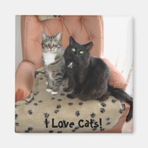 I Love Cats! magnet