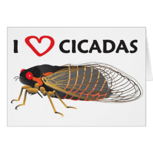 I Love Cicada
