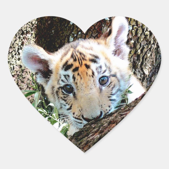 I Love Cute Baby Tiger Cubs Heart Sticker (Front)