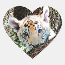 I Love Cute Baby Tiger Cubs