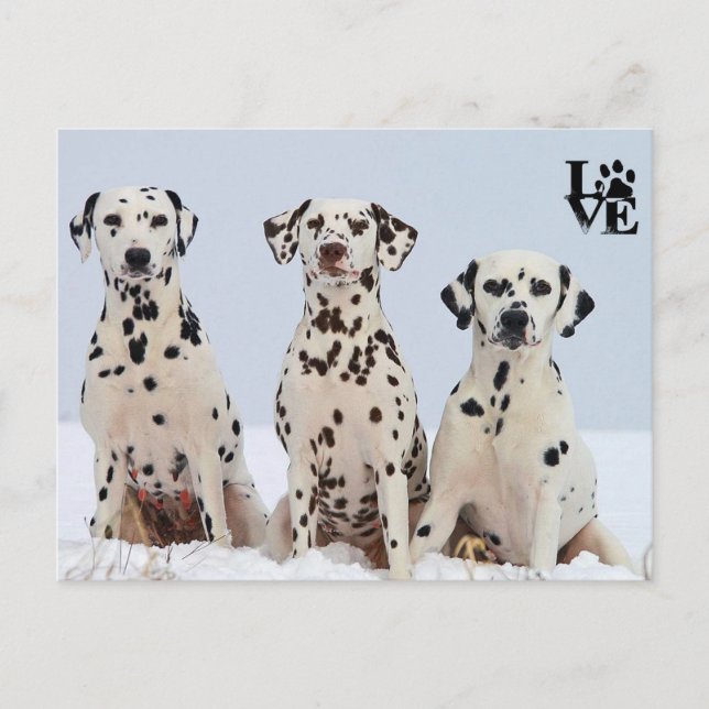 I Love Dalmatian Postcard (Front)