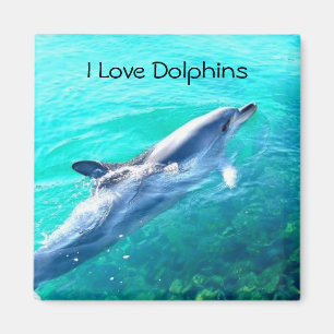 I Love Dolphins Magnet