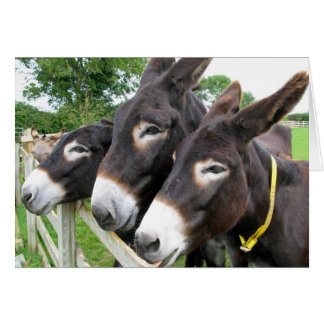 I Love Donkeys!