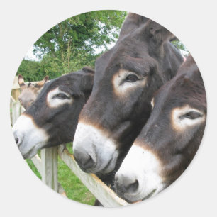 I Love Donkeys! Classic Round Sticker