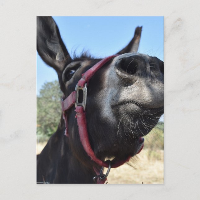 I Love Donkeys! Postcard (Front)
