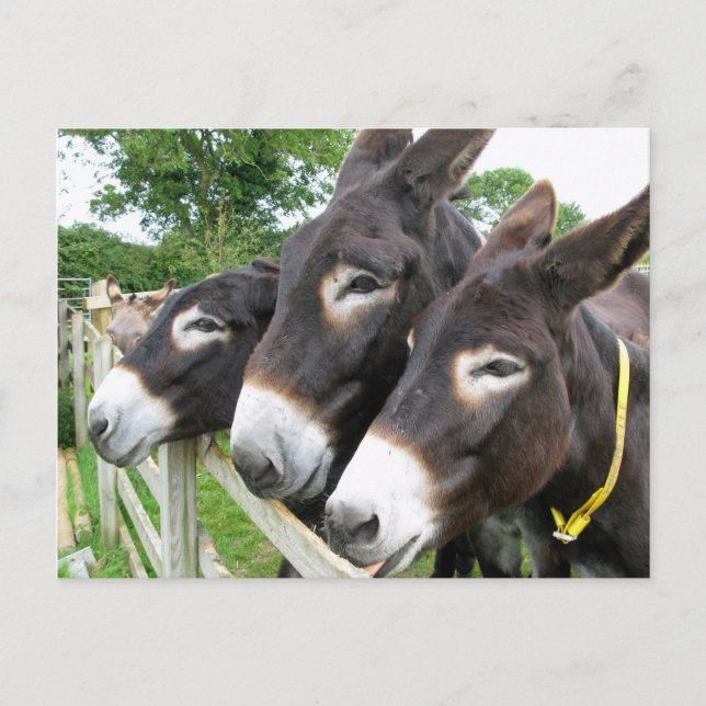 I Love Donkeys! Postcard (Front)