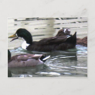 I love Ducks Postcard