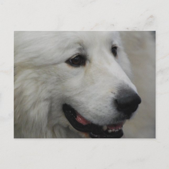 I Love Great Pyrenees  Postcard (Front)