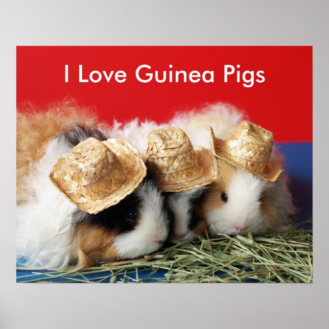 I Love Guinea Pigs Poster (Front)